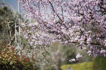 Spring in Town. Middle March. Padenghe . Italia