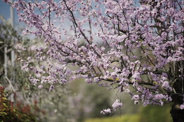 Spring in Town. Middle March. Padenghe . Italia