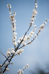 Spring in Town. Middle March. Padenghe . Italia
