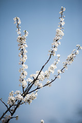Spring in Town. Middle March. Padenghe . Italia