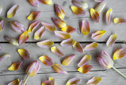 bright colorful spring top view of Dutch tulips and petals on vintage wooden background
