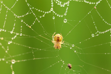 spider on web with water drops