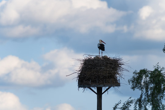 Storch steht in seinem Nest mit dem Rücken zum Fotograf und schaut nach rechts