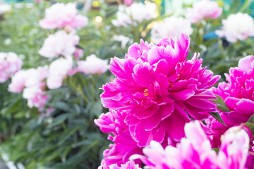 Beautiful flowers in a summer garden in the afternoon
