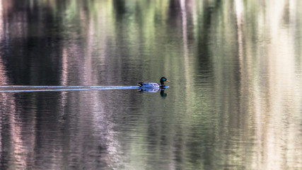 Mallard on the water