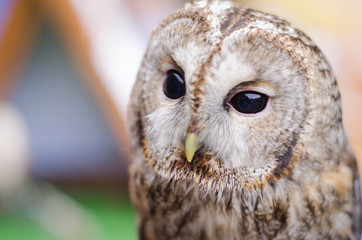 Close up of a Barn Owl with black grains
