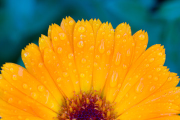 Beautiful flowers in a summer garden in the afternoon