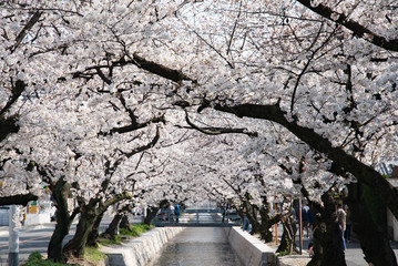 川沿いの桜並木（大阪 八尾 玉串川）
