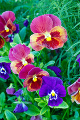 Beautiful flowers in a summer garden in the afternoon