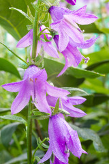 Beautiful flowers in a summer garden in the afternoon