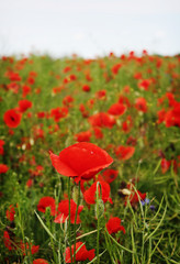 Obraz premium Red blossom poppy field