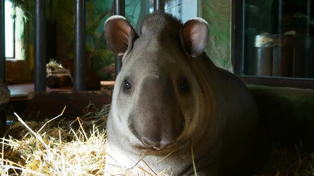 Portrait of south American tapir (Tapirus terrestris)