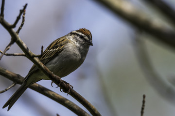 Chipping Sparrow perched