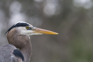 Great Blue Herring Portrait