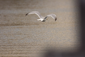 Seagull in the port of Laukvik