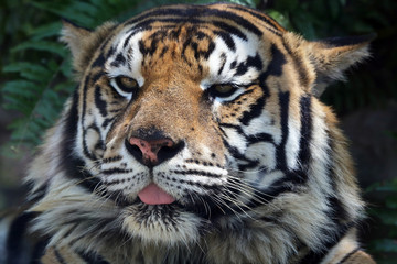 The Face of a Bengal Tiger