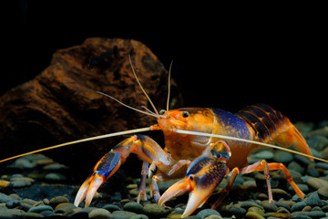 Cherax Destructor volcano in the aquarium     