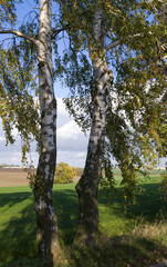 Fototapeta premium Altenburg / Germany: Autumnal birch perspective on the Martin Luther pilgrimage path between Oberloedla and Steinwitz