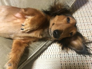 仰向け ミニチュアダックス 安心