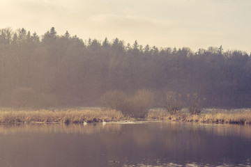 Obraz na płótnie Canvas Two swans in an idyllic lake in the morning