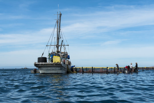 Los trabajadores del barco pesquero trabajan en los criaderos de atún.