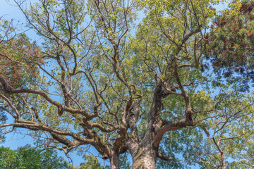 伊弉諾神宮 夫婦大楠