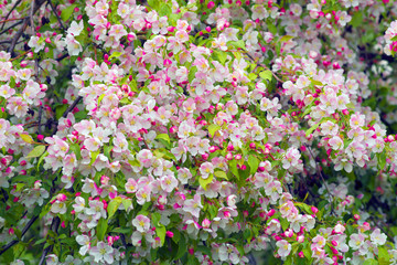Ukrainian apple in the Carpathians
