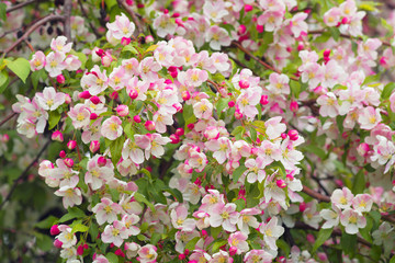Ukrainian apple in the Carpathians