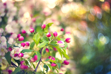 Ukrainian apple in the Carpathians