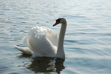 Swan