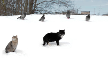 Wild stray cats in the snow next to pigeons. Ownerless animals that need to live with people in care. © maestrovideo