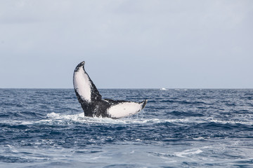 Humpback Whale Tail Disappearing into Sea