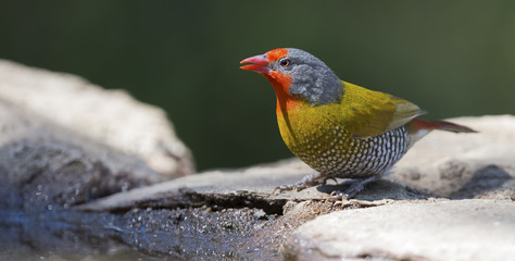 Male Melba Finch drinking water from rocks next to pond