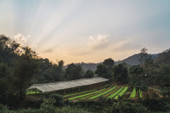 Green rows on farm