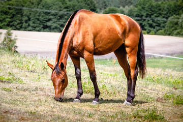 Naklejka na ściany i meble Brown wild horse on meadow idyllic field