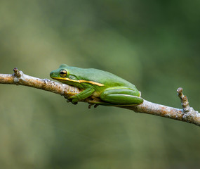 Tree Frog