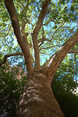 Fototapeta na wymiar Arizona Sycamore tree in the Gila wilderness of Northern New Mexico 
