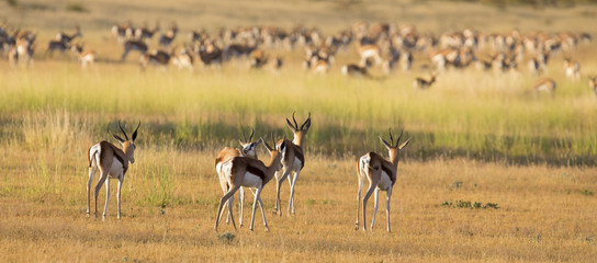 A herd of springbok grooming themselves after the rainstorm passed - obrazy, fototapety, plakaty