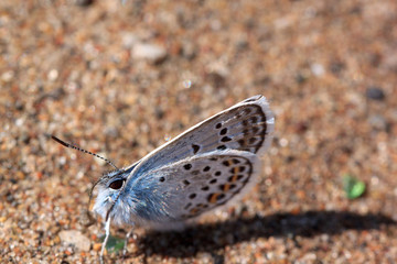 Fototapeta na wymiar Cute copper-butterfly is sitting on a yellow sand. Live nature.