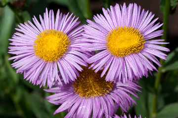Obraz premium Thre beautiful aster with violet petals is growing in a summer garden. Live nature.