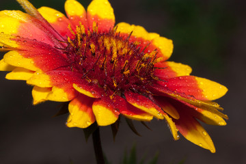 Beautiful gaillardia is growing on a green meadow. Live nature.
