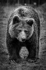Black and white portrait of a bear
