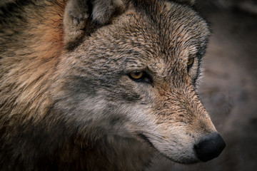 Dangerous wolf look