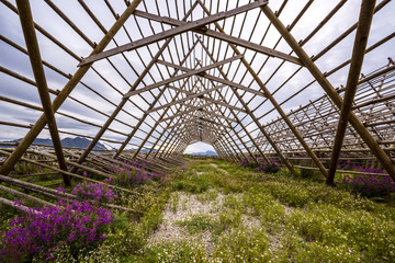 Fototapeta premium wooden structure for drying Cod in Laukvik