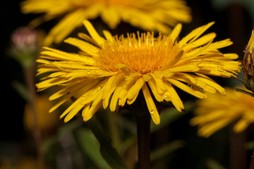 Beautiful yellow daisies is growing on a spring meadow.
