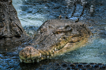 The muzzle of a crocodile in the water