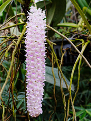 Big bunch of purple and white orchid flowers in vertical shape over orchid garden background with space