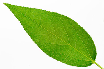 Fresh green leaf poplar isolated on white background. Closeup.