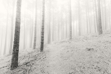 High key black and white photo of pine trees