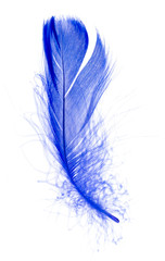 Obraz premium Beautiful blue feather on white background